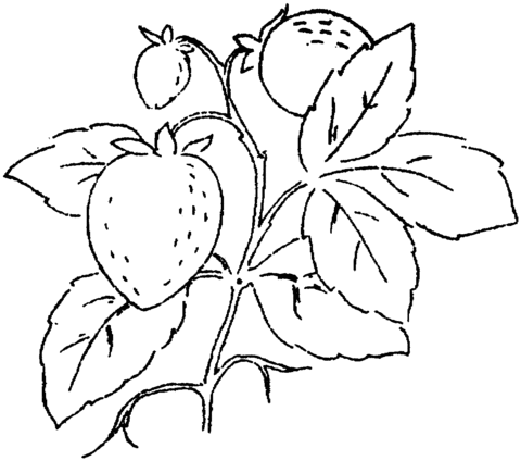 Three Strawberries On The Branch Coloring Page